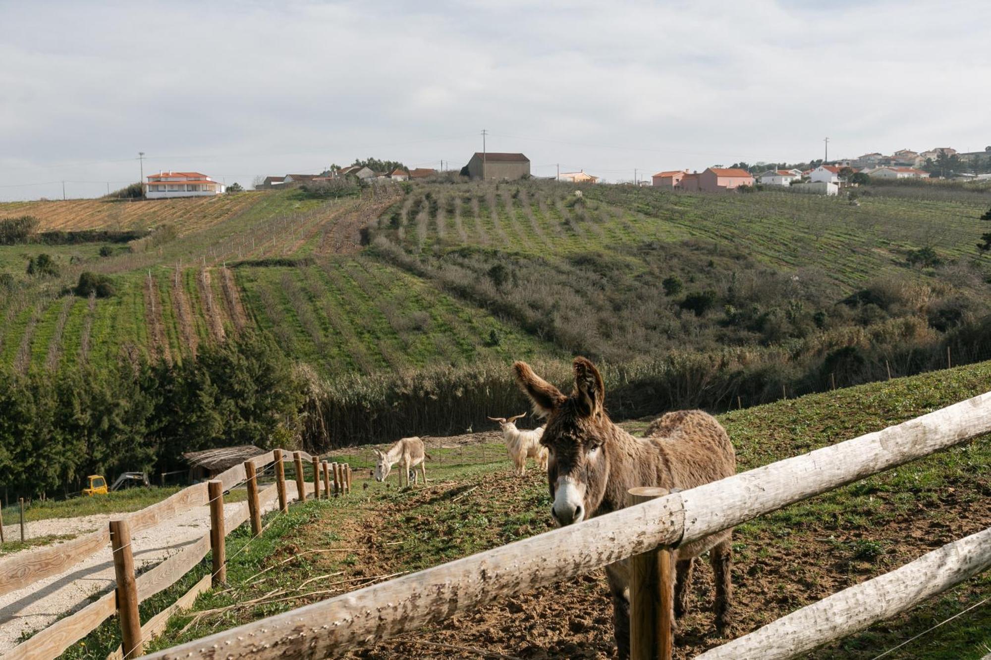 Quinta Dos Castanheiros Holiday home *