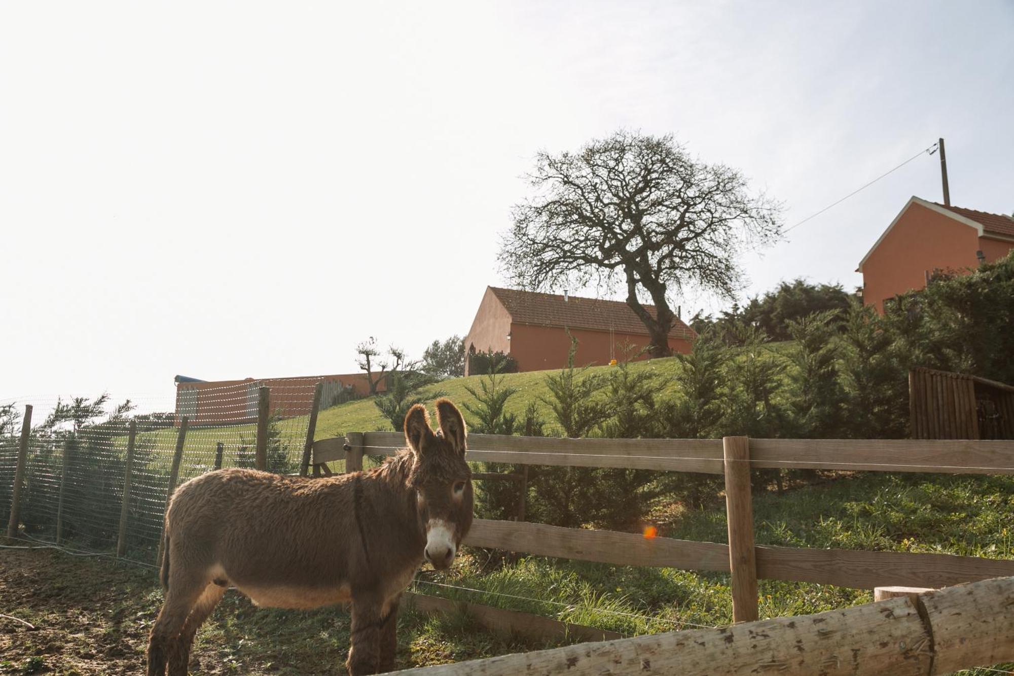 Quinta Dos Castanheiros *