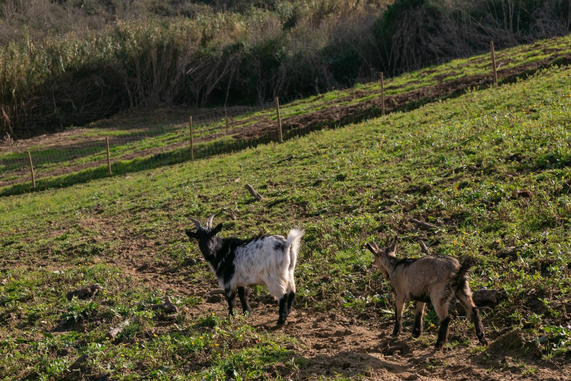Quinta Dos Castanheiros Holiday home *